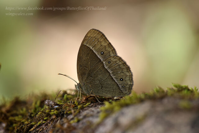 Mycalesis francisca sanatana