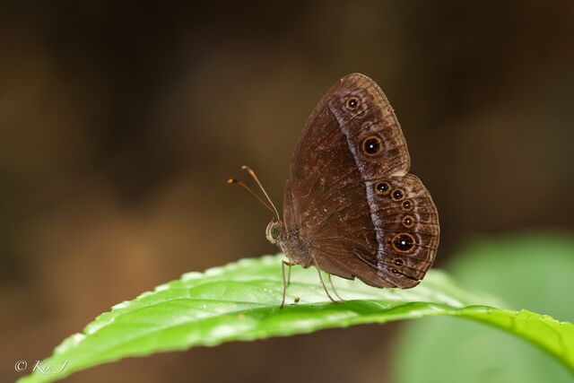 Mycalesis oroatis surkha