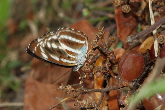 Athyma whitei whitei