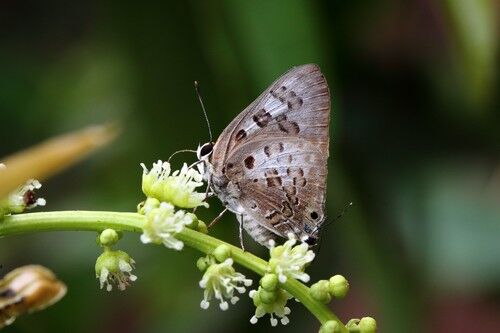 Virachola smilis smilis