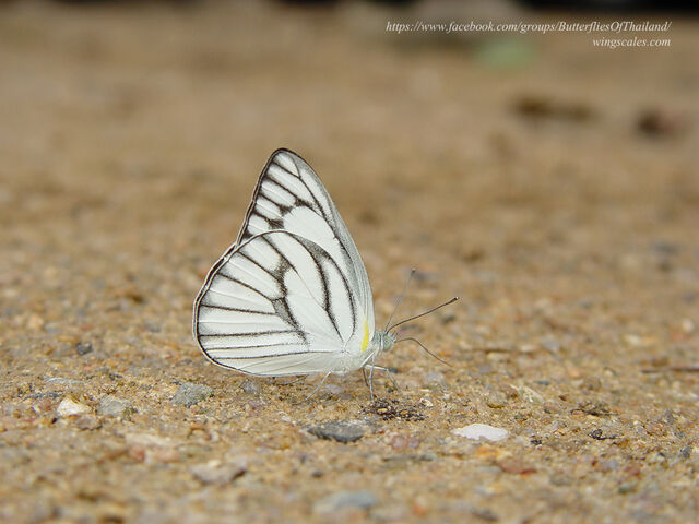 Appias olferna olferna