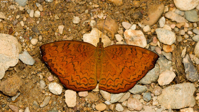 Ariadne merione tapestrina