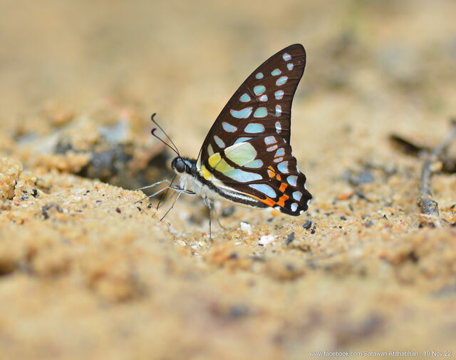 Graphium bathycles bathycloides