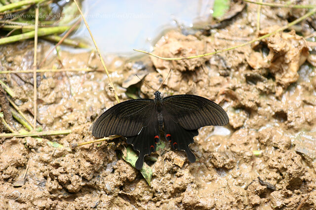 Papilio helenus helenus