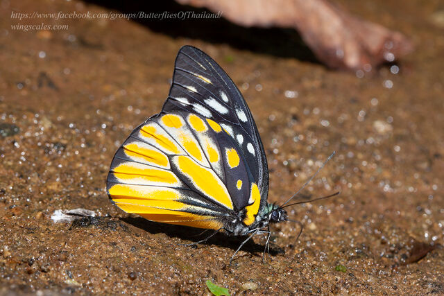Prioneris thestylis thestylis