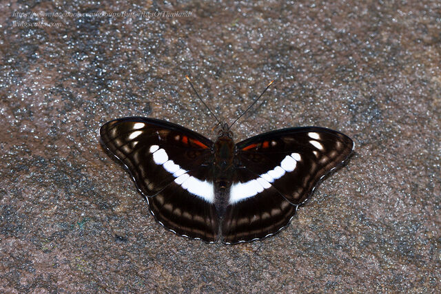 Athyma selenophora bahula