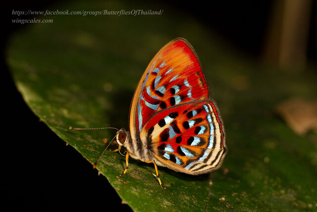 Paralaxita telesia lyclene