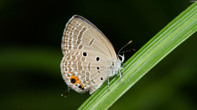 Luthrodes pandava pandava