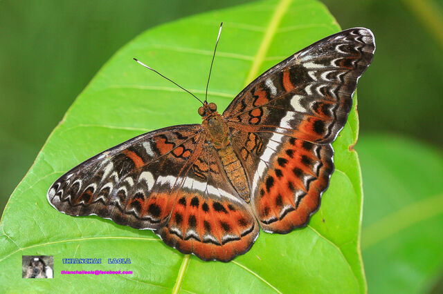 Lebadea martha martha