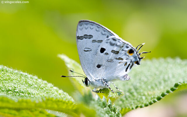 Hypolycaena kina kina