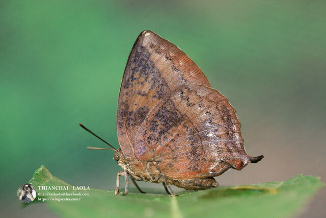 Amblypodia anita anita