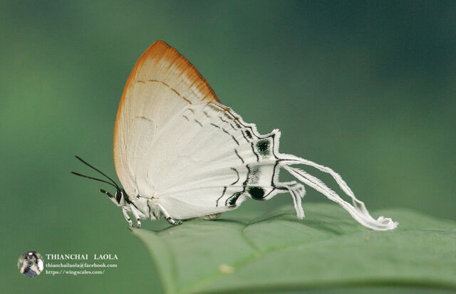 Cheritra freja evansi
