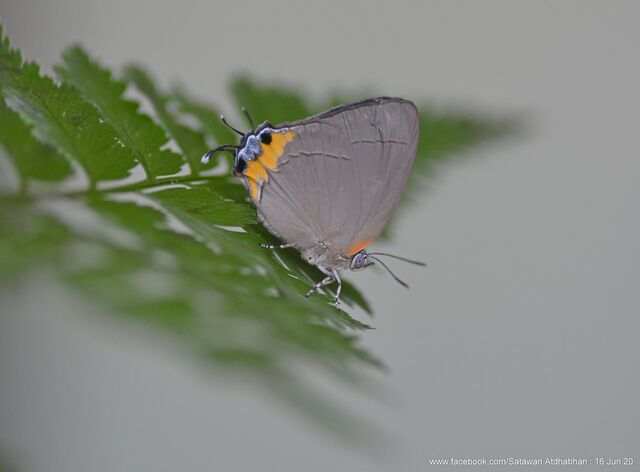 Tajuria ister tussis