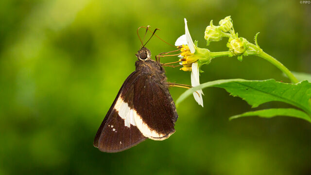 Lotongus calathus balta