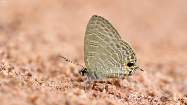 Nacaduba kurava euplea