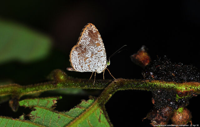 Allotinus fabius arrius