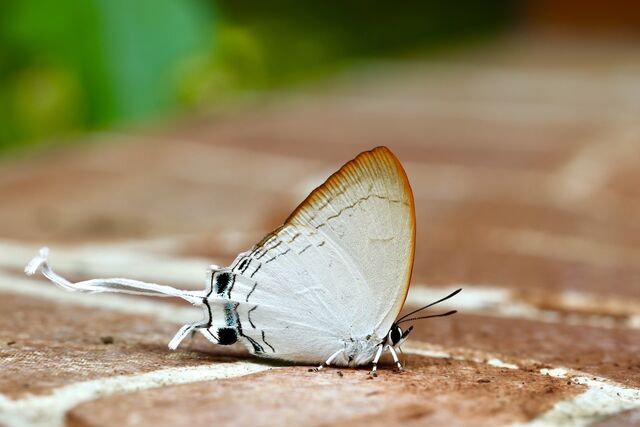 Cheritra freja evansi