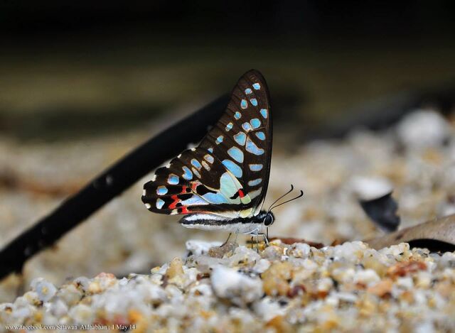 Graphium doson evemonides