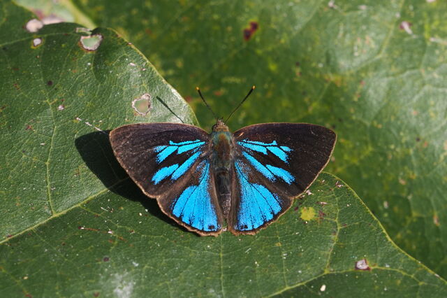 Deramas jasoda jasoda