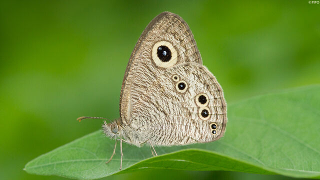 Ypthima baldus baldus