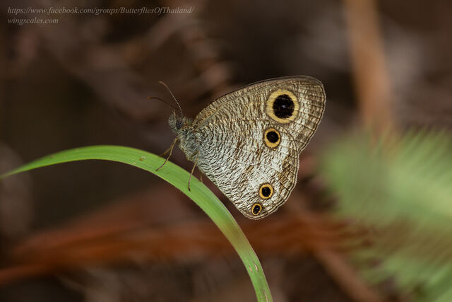 Ypthima pandocus corticaria