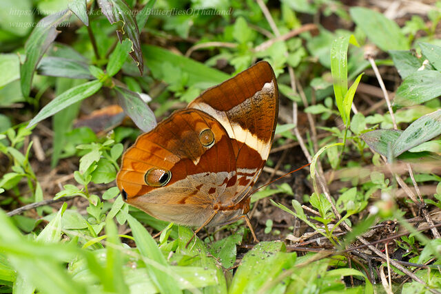 Thauria aliris pseudaliris
