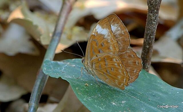 Taxila haquinus fasciata