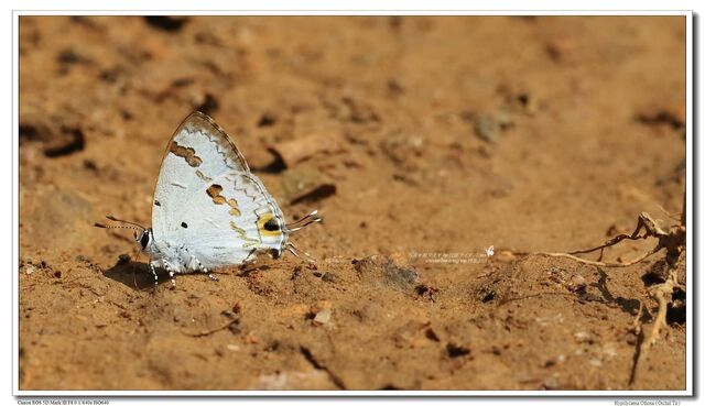 Hypolycaena othona othona