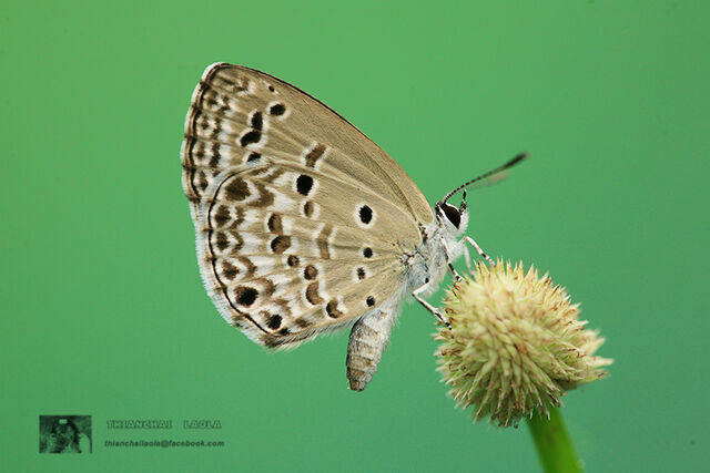 Chilades lajus lajus