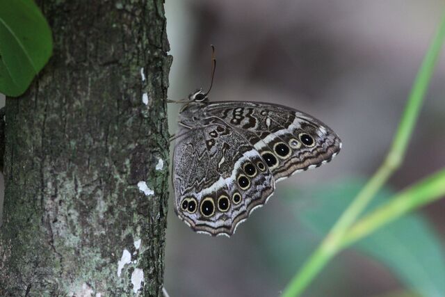 Neope muirheadii bhima