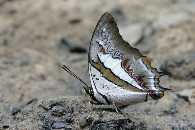 Polyura schreiber assamensis