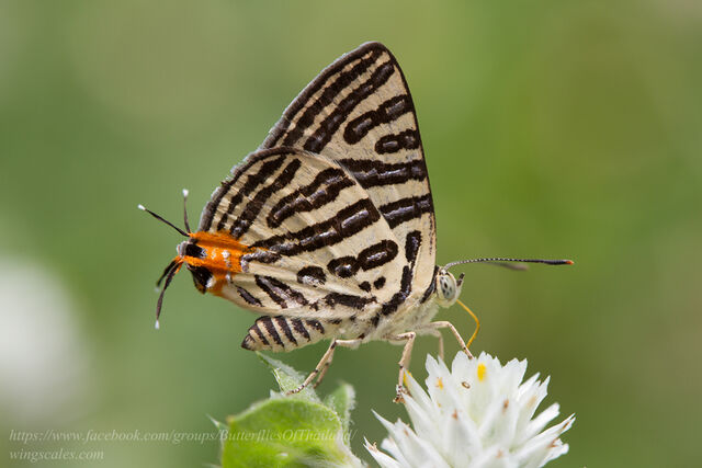 Spindasis syama peguanus