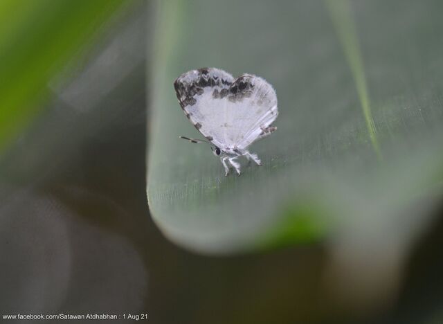 Taraka mahanetra mahanetra