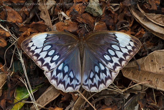 Stichophthalma godfreyi