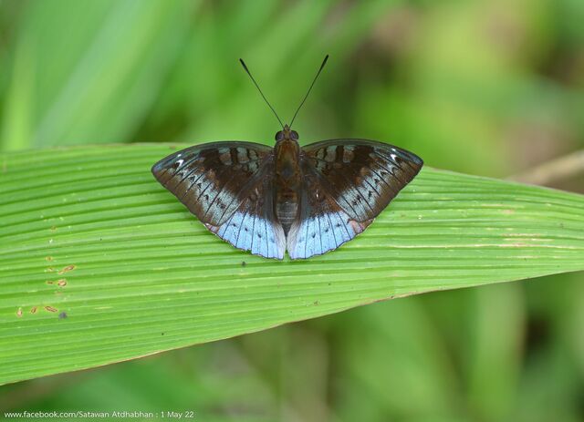 Euthalia monina monina