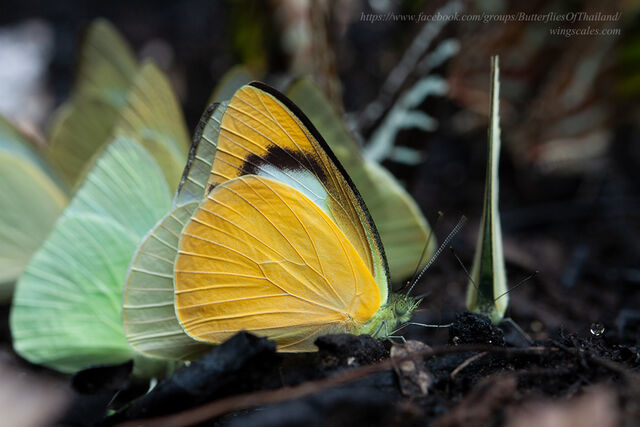 Appias albina darada
