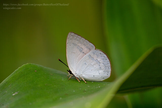 Curetis saronis indosinica