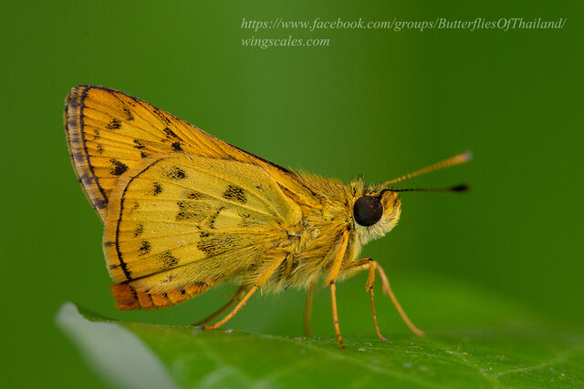 Potanthus confucius dushta