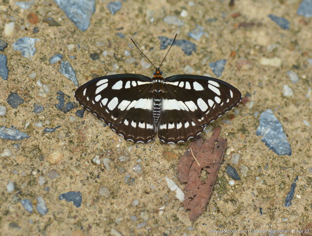 Athyma perius perius