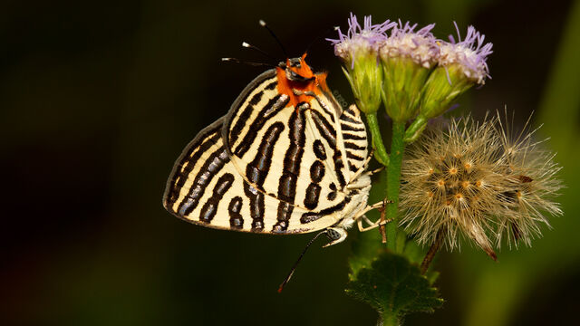 Spindasis syama peguanus