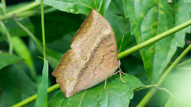 Discophora sondaica zal