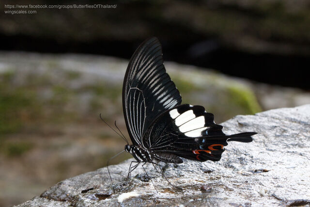 Papilio iswara iswara