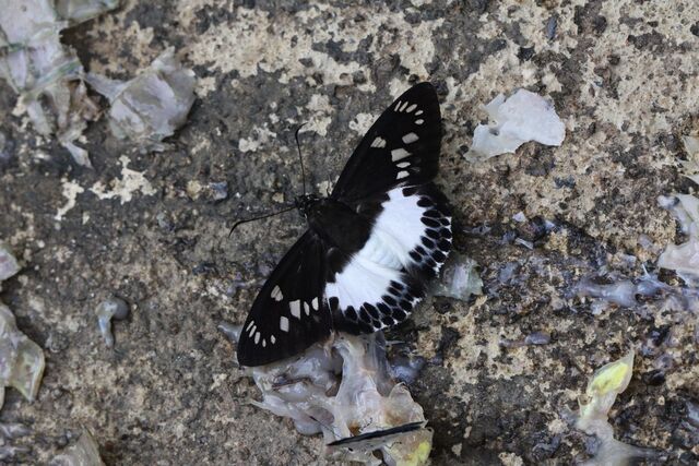 Satarupa gopala gopala