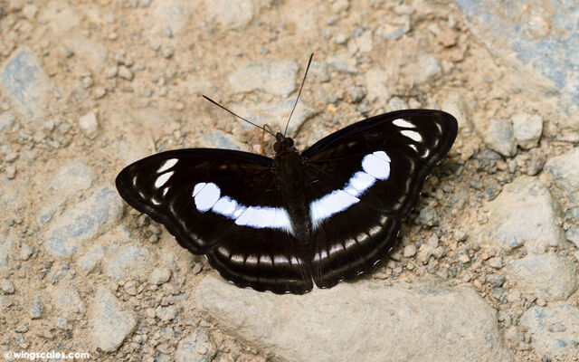 Athyma selenophora amharina