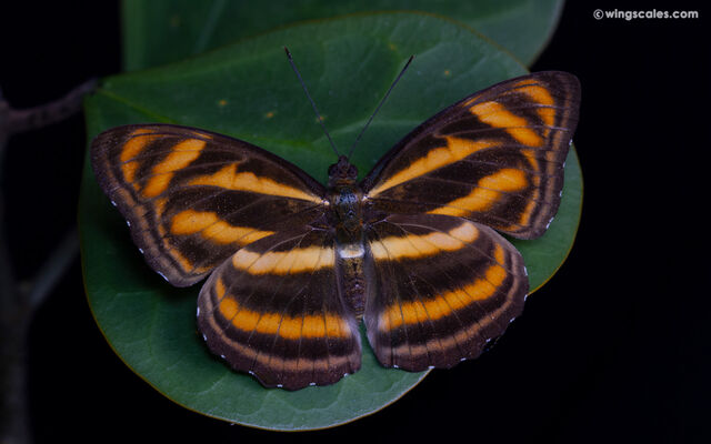 Athyma nefte subrata