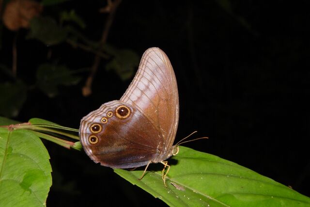 Coelites nothis nothis