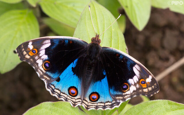 Junonia orithya ocyale