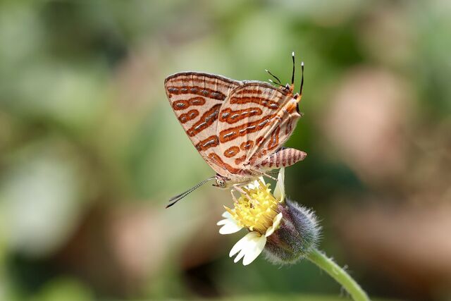 Spindasis syama peguanus