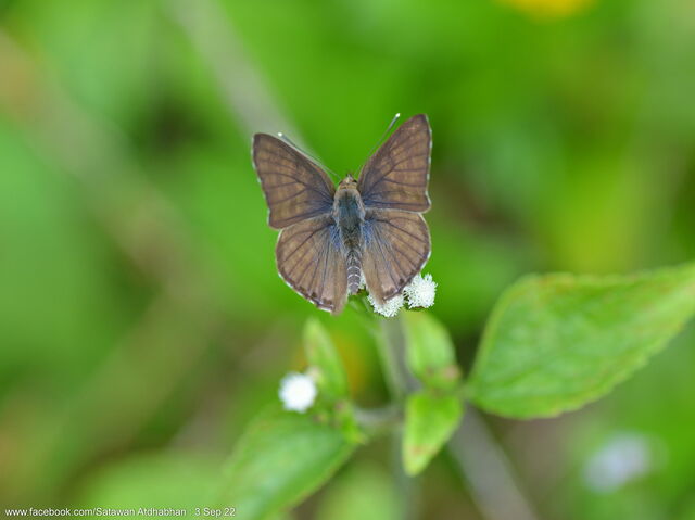 Niphanda tessellata tessellata