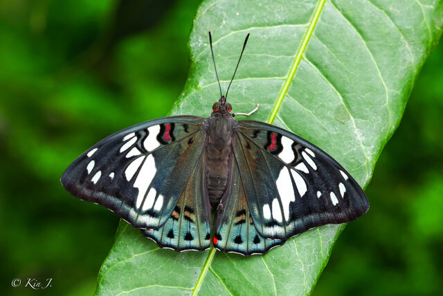 Euthalia lubentina lubentina